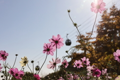 11月14日 布引ハーブ園 17
