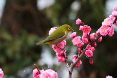 3月5日 岡本公園