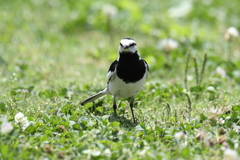 6月20日 明石公園 ９