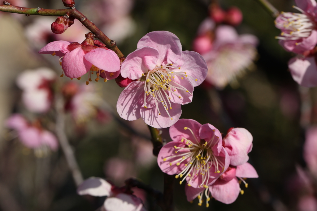 2月13日 岡本梅林公園 15