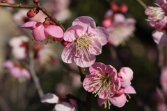 2月13日 岡本梅林公園 15