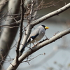 1月2日 夙川河川敷公園 ５