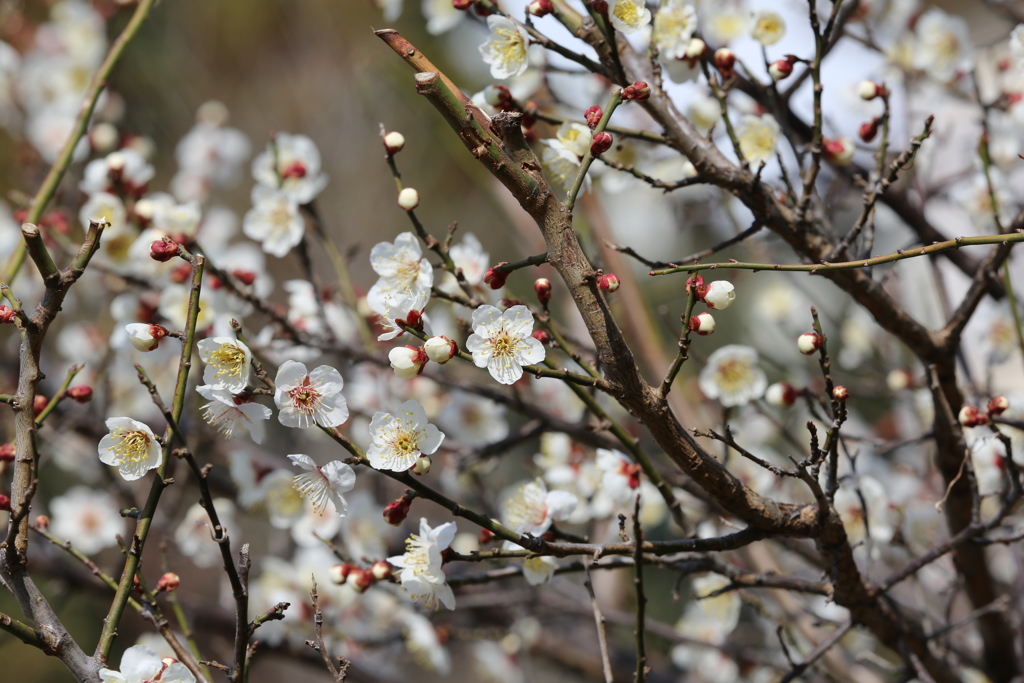 2月22日 岡本公園