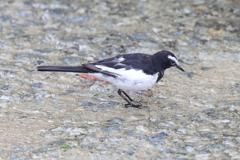 7月3日 夙川河川敷公園 11