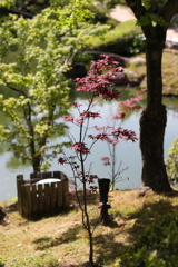 5月23日 相楽園 54