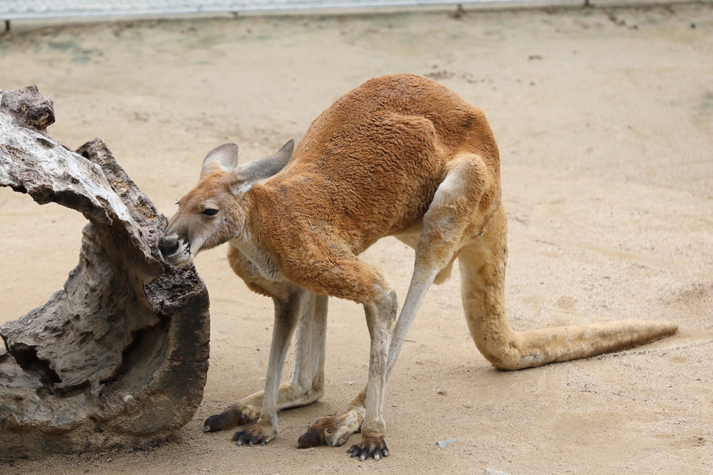 6月16日 王子動物園 31 