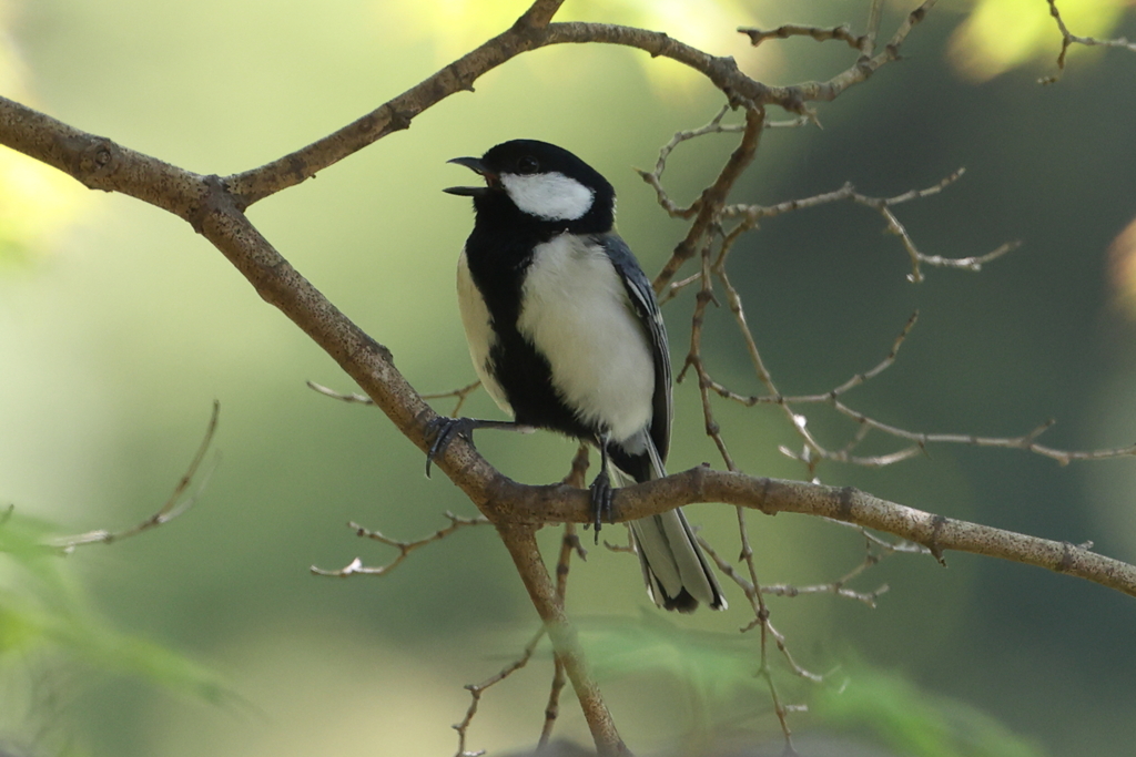 5月6日 明石公園 19