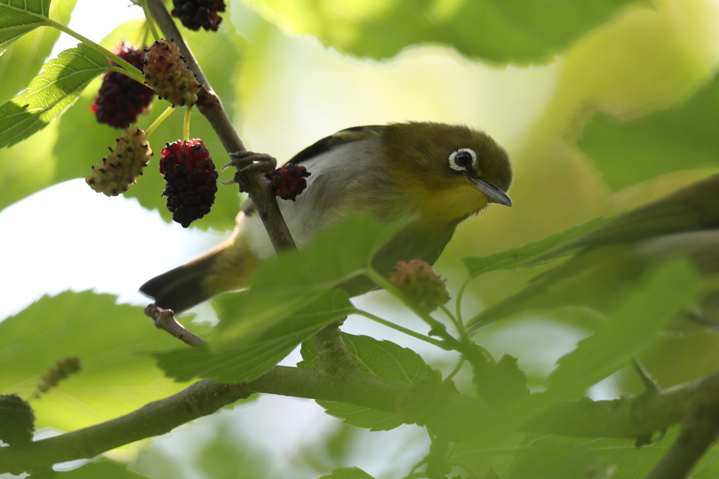 5月23日 明石公園 11
