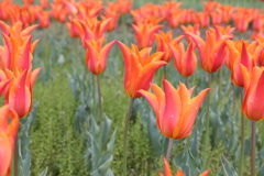 4月18日 万博記念公園 17