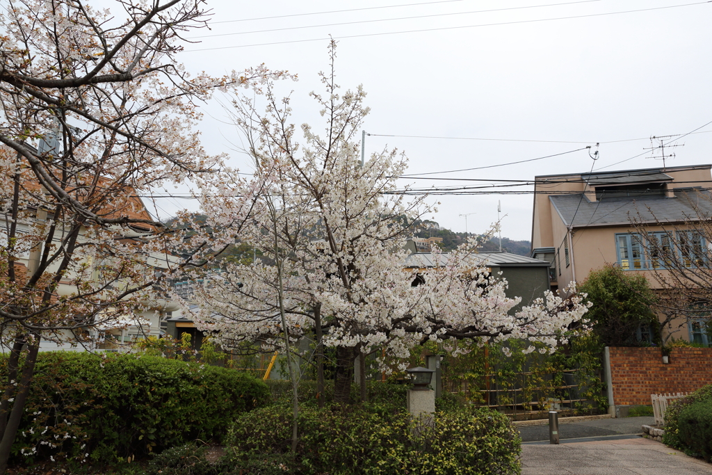 3月28日 岡本南公園 １