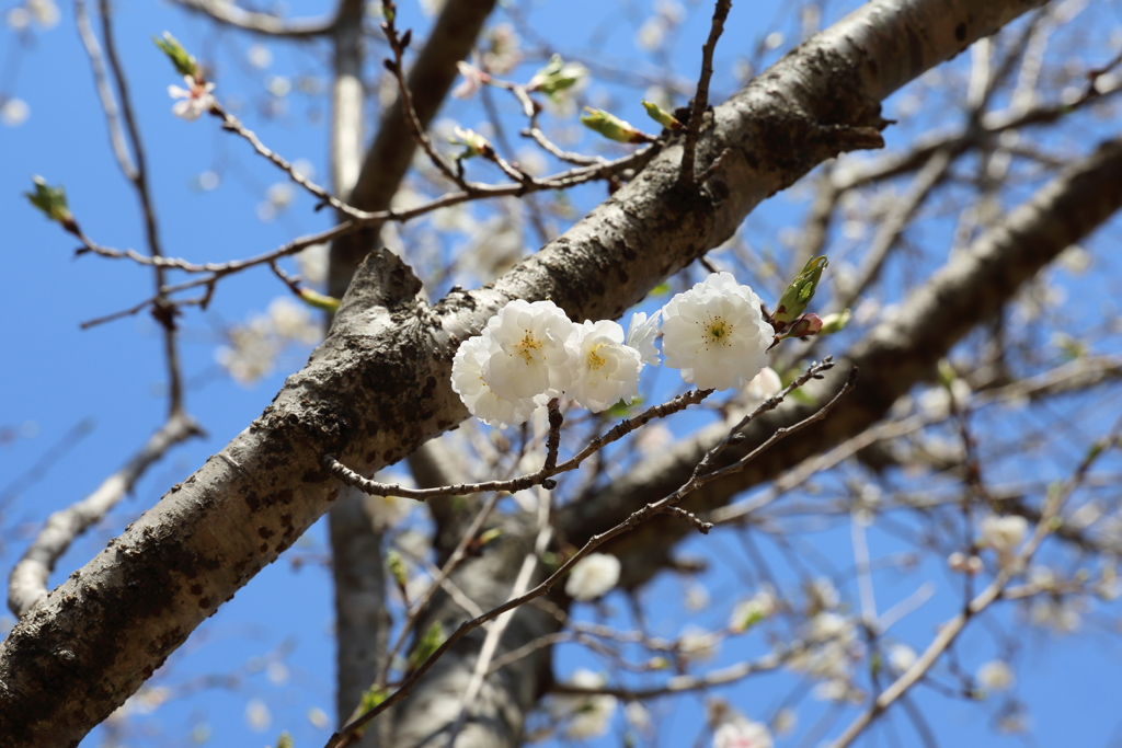 3月19日 万博記念公園 13