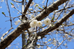 3月19日 万博記念公園 13