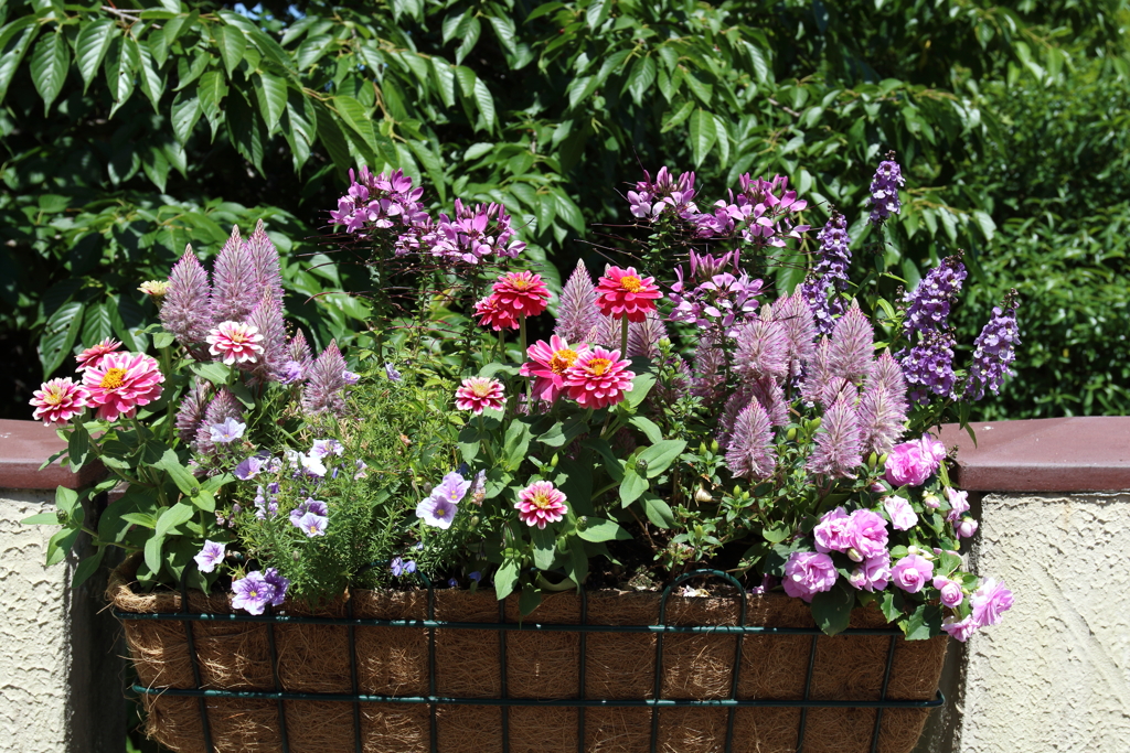 6月9日 布引ハーブ園 10