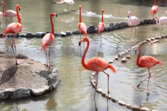 3月26日 王子動物園 ２
