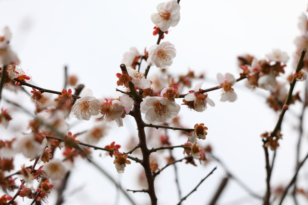 3月5日 岡本公園 12