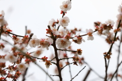 3月5日 岡本公園 12