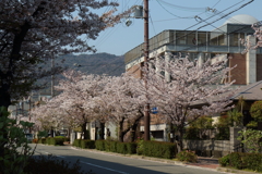 4月9日 散歩 16