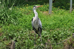 5月21日 明石公園 13