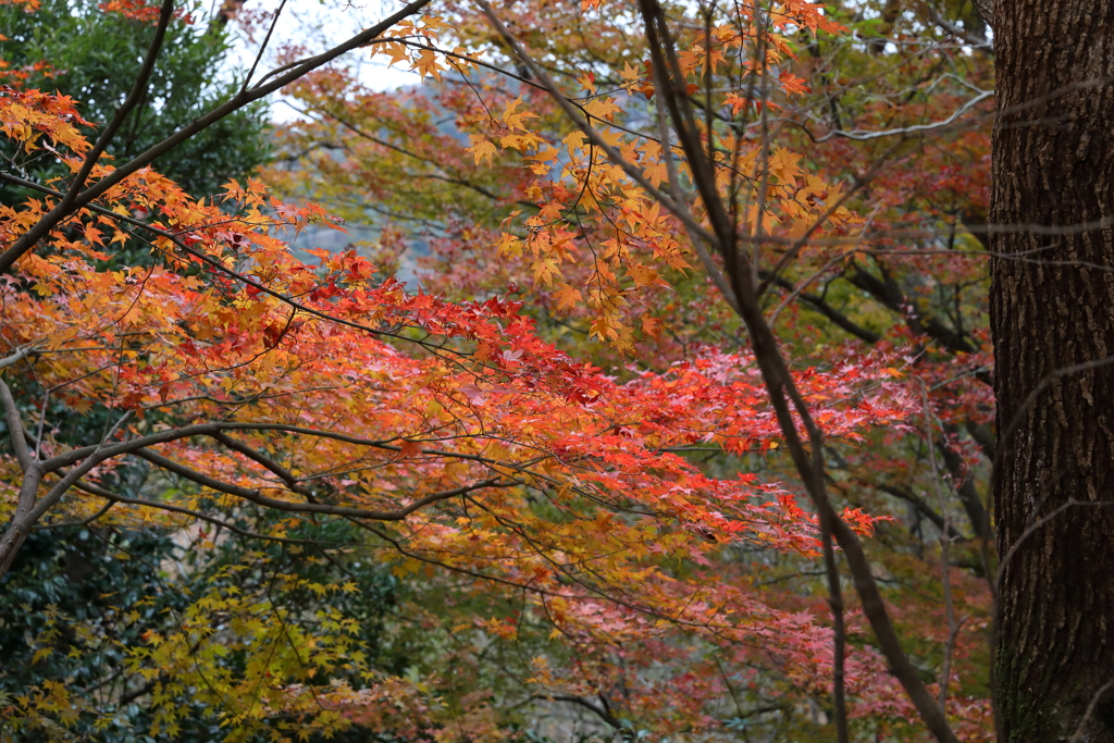 12月7日 布引ハーブ園 １