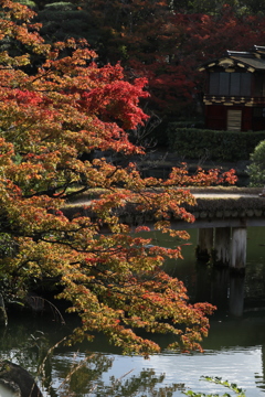 11月11日 相楽園 15 11月11日 相楽園 15