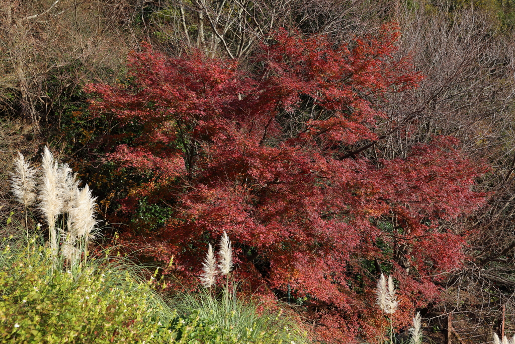 12月15日 布引ハーブ園 ８