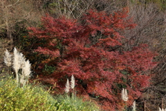 12月15日 布引ハーブ園 8 12月15日 布引ハーブ園 8