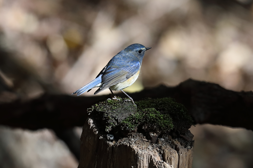 12月18日 明石公園 10