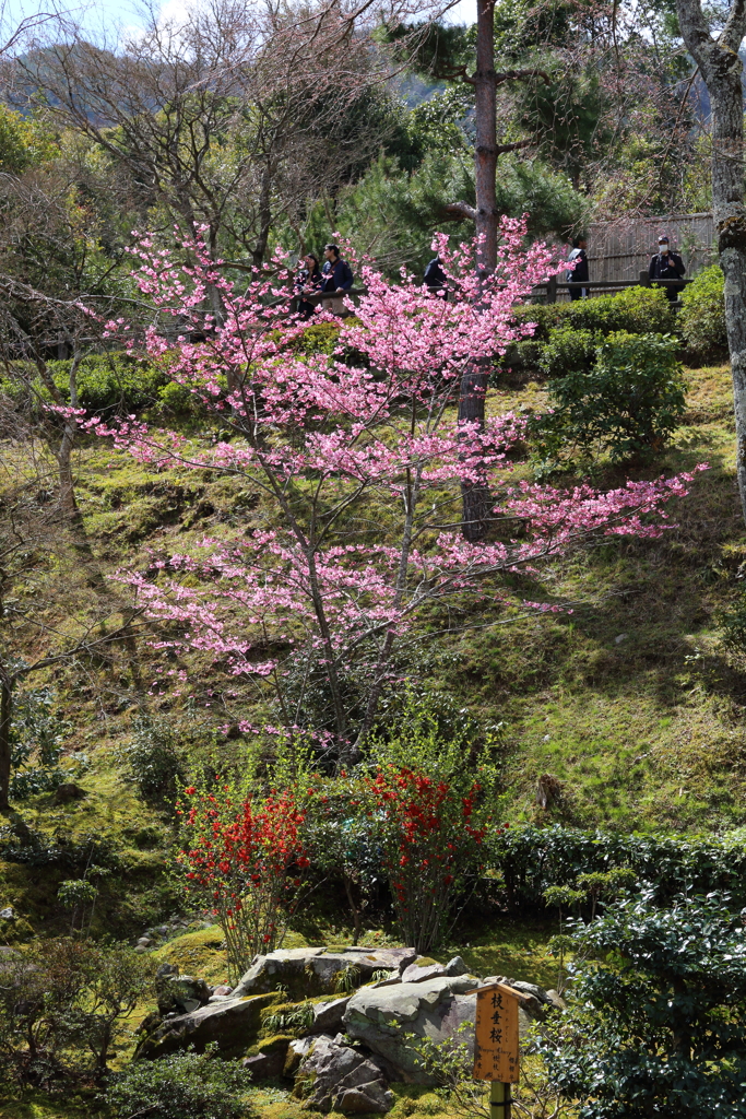 3月20日 京都嵐山 10