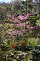 3月20日 京都嵐山 10
