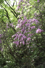 5月14日 長距離散歩 33