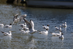 4月11日 明石公園 18