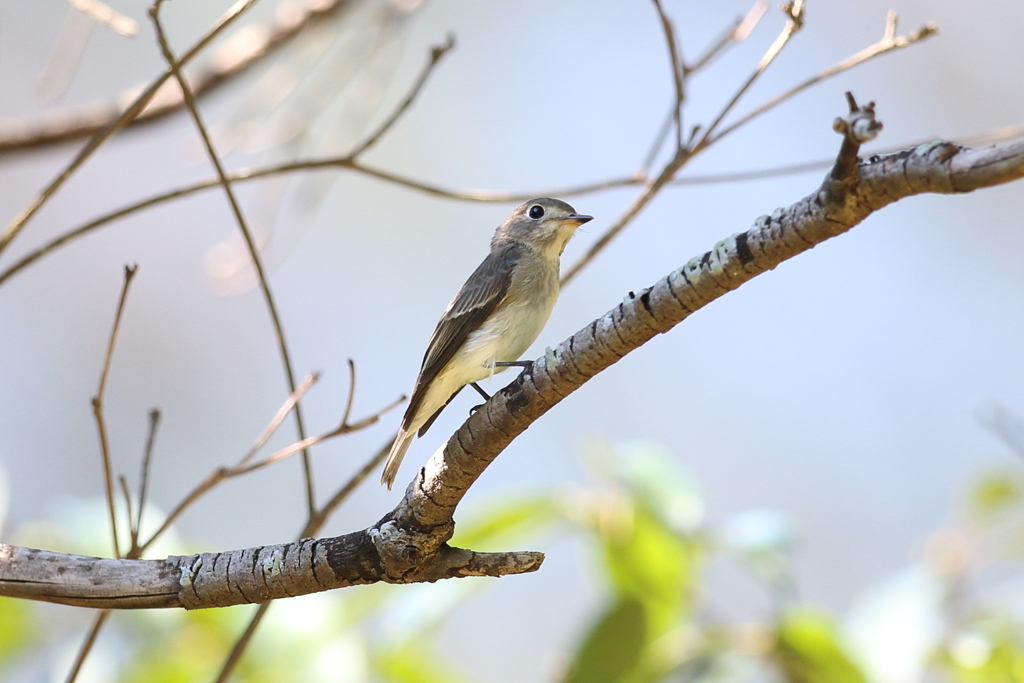 10月2日 明石公園 11