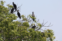 5月23日 明石公園 ５