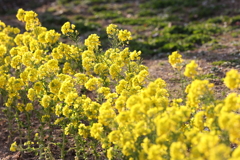 2月20日 須磨離宮公園 40