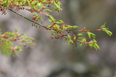 4月2日 明石公園 18