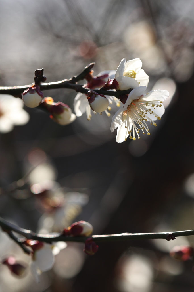 2月13日 岡本梅林公園 34