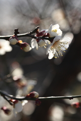 2月13日 岡本梅林公園 34