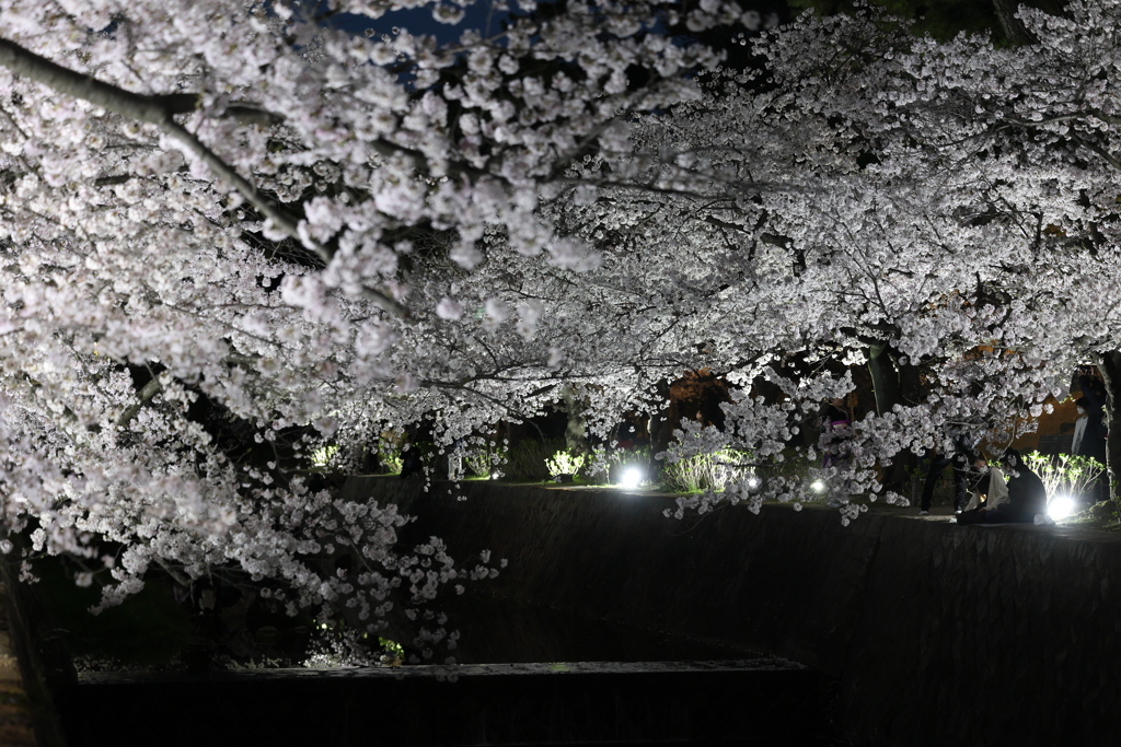 4月2日 夙川河川敷公園 23