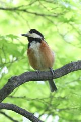 5月15日 相楽園 20