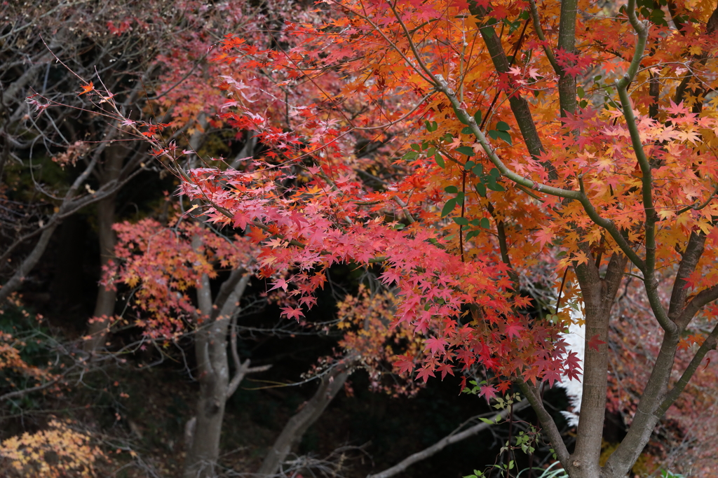 12月7日 布引ハーブ園 10