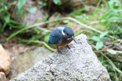 6月11日 夙川河川敷緑地 ８