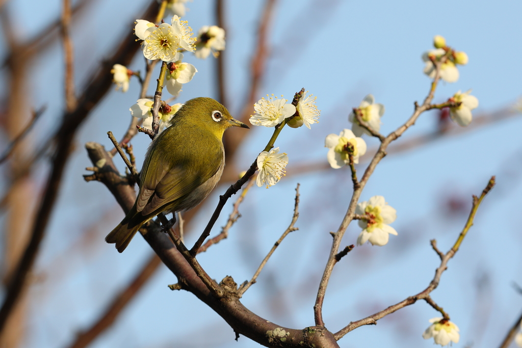 2月20日 須磨離宮公園 48