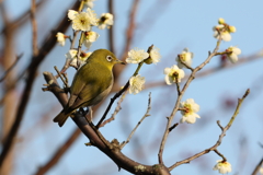 2月20日 須磨離宮公園 48