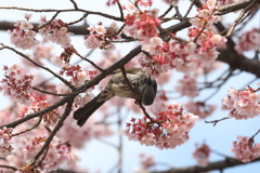 3月3日 夙川河川敷公園 ３