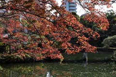11月28日 相楽園 ３