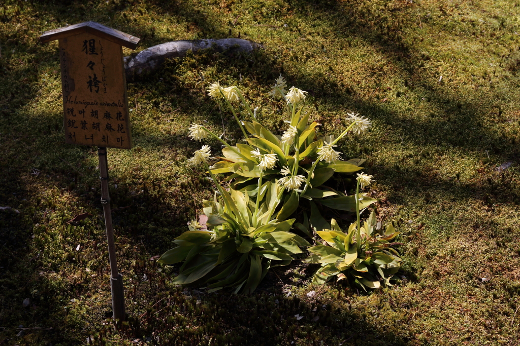 3月20日 京都嵐山 ９
