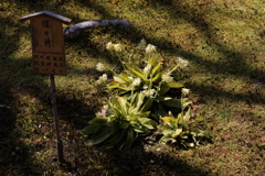 3月20日 京都嵐山 ９