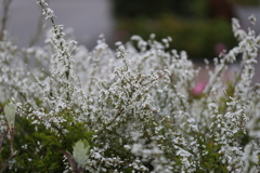 3月29日 芦屋 さくら通り ６