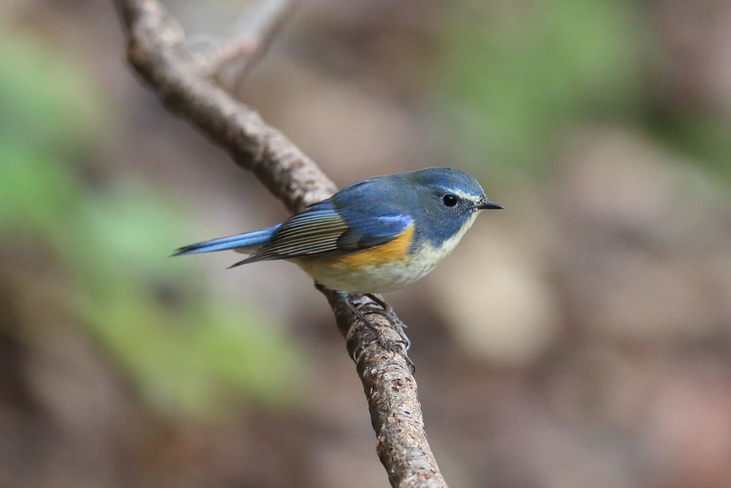 1月15日 明石公園 15