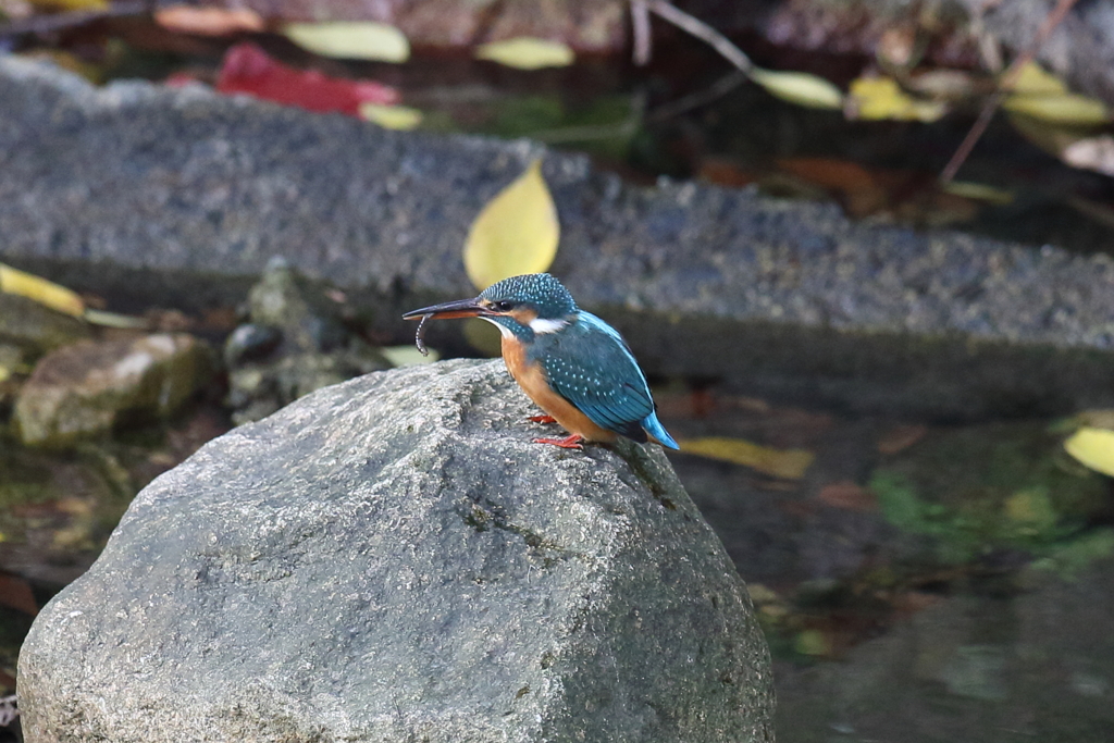 11月24日 夙川河川敷公園 ９